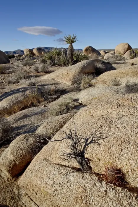 Framed Print : Typical landscape, Joshua Tree National Park, California, United States of America Framed Print : Typical landscape, Joshua Tree National Park, California, United States of America
