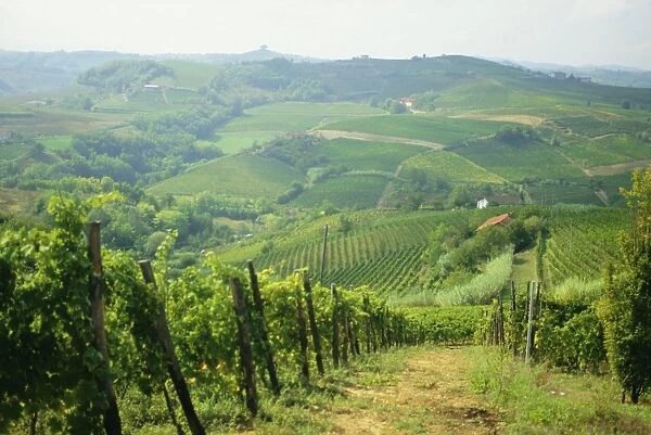 Typical landscape of vines in the Colli Piacentini