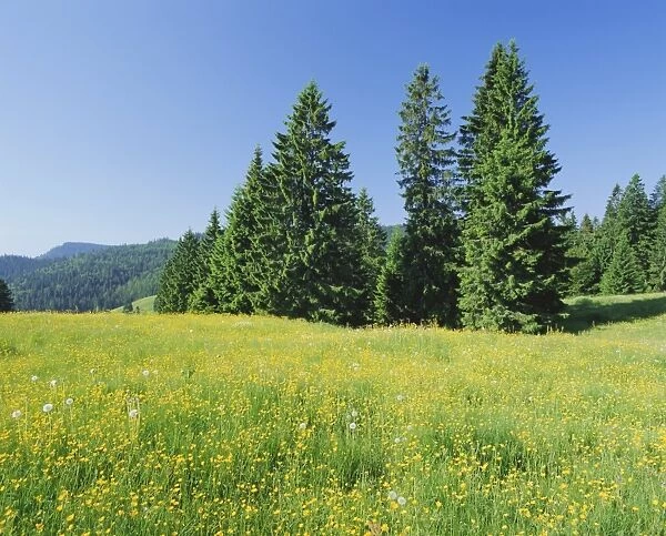 Typical scene in the Schwarzwald (Black Forest)