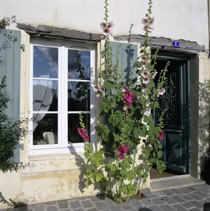 Framed Print : Typical scene of shuttered windows and hollyhocks, St. Martin, Ile de Re, Poitou-Charentes, France, Europe Framed Print : Typical scene of shuttered windows and hollyhocks, St. Martin, Ile de Re, Poitou-Charentes, France, Europe