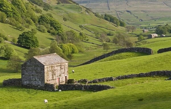 Typical stone barns near Keld in Swaledale, Yorkshire Dales National Park