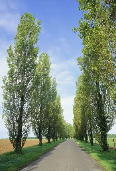Typical tree-lined road near Les Andelys, Seine-Maritime, Normandy (Haute Normandie)
