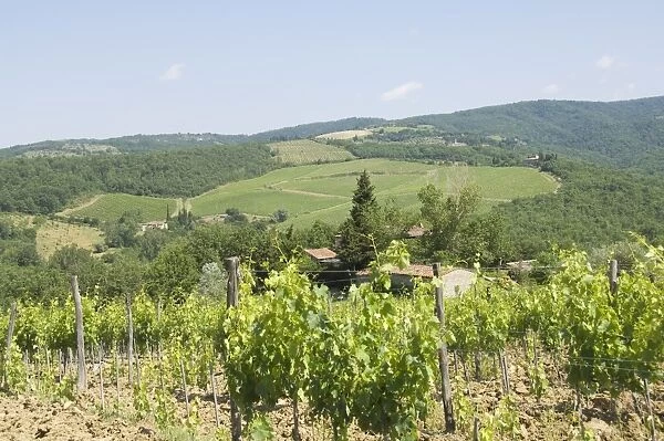 Typical Tuscan view in the area of Lamole