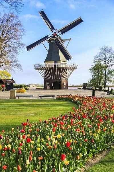 Typical windmill framed by multicolored tulips in bloom, Keukenhof Botanical Garden