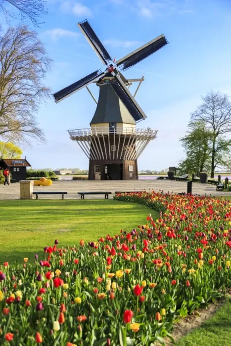 Framed Print : Typical windmill framed by multicolored tulips in bloom, Keukenhof Botanical Garden Framed Print : Typical windmill framed by multicolored tulips in bloom, Keukenhof Botanical Garden