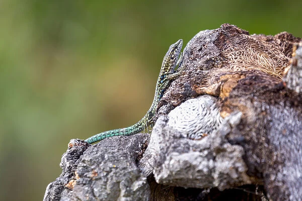 Tyrrhenian Wall Lizard on a rock near Santa Giulia beach, Corsica, France, Mediterranean