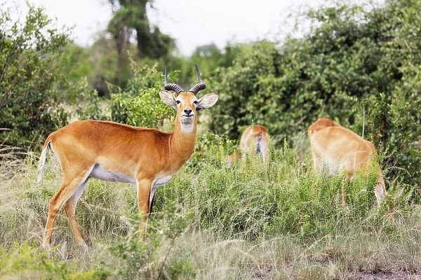 Ugandan Kob (Kobus kob thomasi), Queen Elizabeth National Park, Uganda, Africa