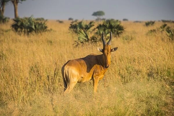 Ugandan Kob (Kobus kob thomasi), Murchison Falls National Park, Uganda, East Africa, Africa