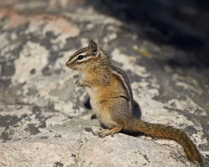 Framed Print : Uinta chipmunk (Tamias umbrinus), Yellowstone National Park, Wyoming, United States of America, North America Framed Print : Uinta chipmunk (Tamias umbrinus), Yellowstone National Park, Wyoming, United States of America, North America