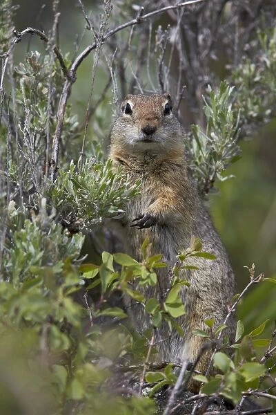 Uinta Ground Squirrel (Urocitellus armatus), Yellowstone National Park, Wyoming