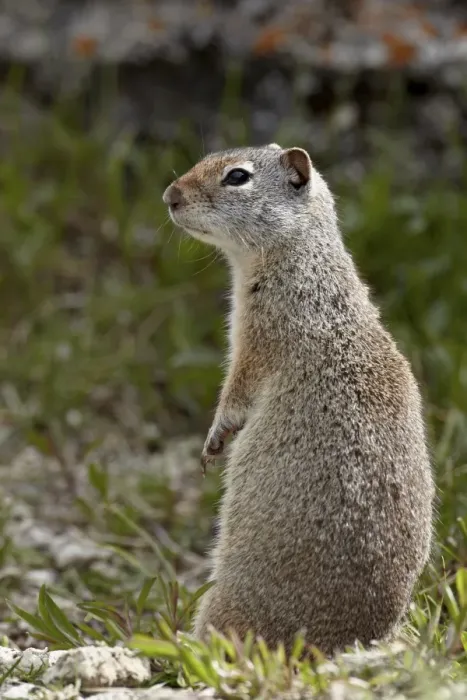 Framed Print : Uinta ground squirrel (Urocitellus armatus), Yellowstone National Park, Wyoming, United States of America, North America Framed Print : Uinta ground squirrel (Urocitellus armatus), Yellowstone National Park, Wyoming, United States of America, North America
