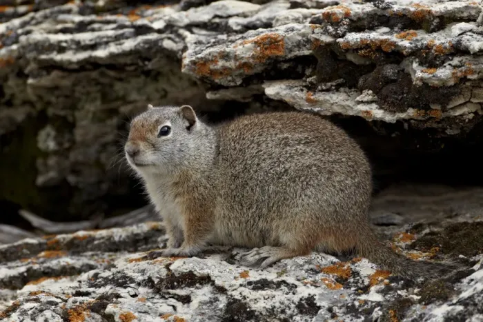 Framed Print : Uinta ground squirrel (Urocitellus armatus), Yellowstone National Park, Wyoming, United States of America, North America Framed Print : Uinta ground squirrel (Urocitellus armatus), Yellowstone National Park, Wyoming, United States of America, North America