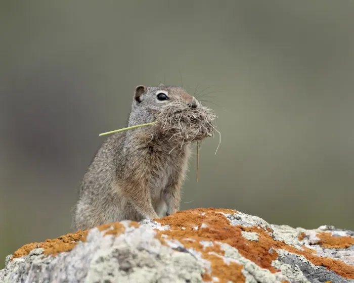 Framed Print : Uinta ground squirrel (Urocitellus armatus) with nesting material, Yellowstone National Park, Wyoming, United States of America, North America Framed Print : Uinta ground squirrel (Urocitellus armatus) with nesting material, Yellowstone National Park, Wyoming, United States of America, North America
