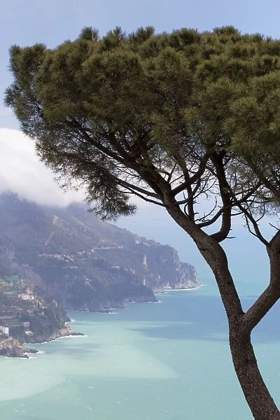 Umbrella pine and the Amalfi Coast from Villa Rofolo in Ravello, Amalfi Coast (Costiera Amalfitana), UNESCO World Heritage Site, Campania, Italy, Mediterranean, Europe