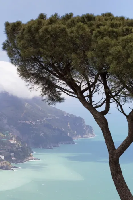 Framed Print : Umbrella pine and the Amalfi Coast from Villa Rofolo in Ravello, Amalfi Coast (Costiera Amalfitana), UNESCO World Heritage Site, Campania, Italy, Mediterranean, Europe Framed Print : Umbrella pine and the Amalfi Coast from Villa Rofolo in Ravello, Amalfi Coast (Costiera Amalfitana), UNESCO World Heritage Site, Campania, Italy, Mediterranean, Europe