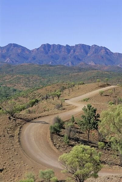 Umbrella wattles, Bunyeroo Valley, Flinders Range, South Australia, Australia