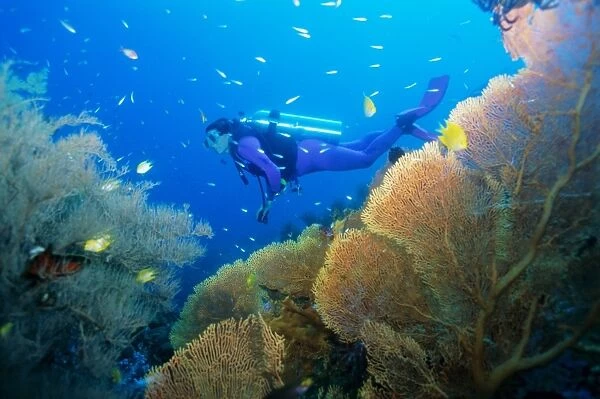 Underwater diver swimming above reef