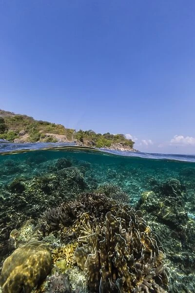 Underwater reef system of the Marine Reserve on Moya Island, Nusa Tenggara province, Indonesia, Southeast Asia, Asia