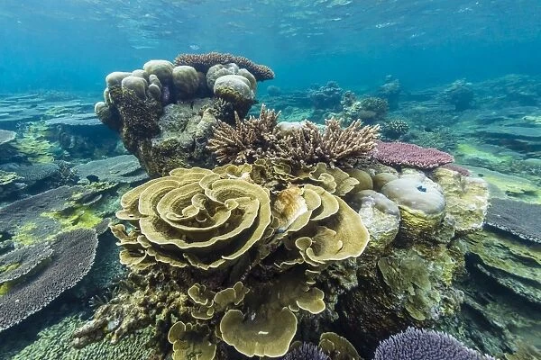 Underwater reef on a remote small Islet in the Badas Island Group off Borneo, Indonesia