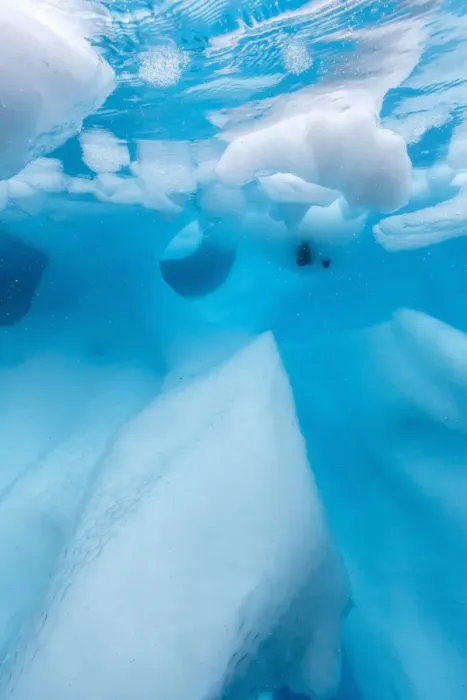 Framed Print : Underwater view of glacial ice in Orne Harbor, Antarctica, Polar Regions Framed Print : Underwater view of glacial ice in Orne Harbor, Antarctica, Polar Regions