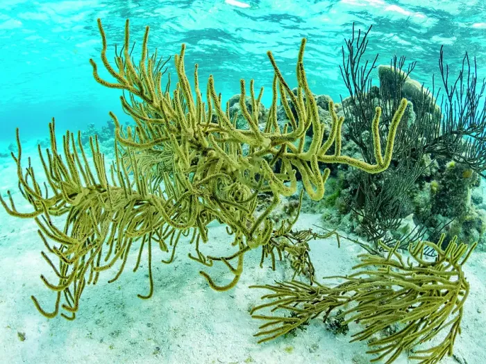 Framed Print : Underwater view of of the reef system at Half Moon Caye, UNESCO, Mesoamerican Barrier Reef, Belize Framed Print : Underwater view of of the reef system at Half Moon Caye, UNESCO, Mesoamerican Barrier Reef, Belize