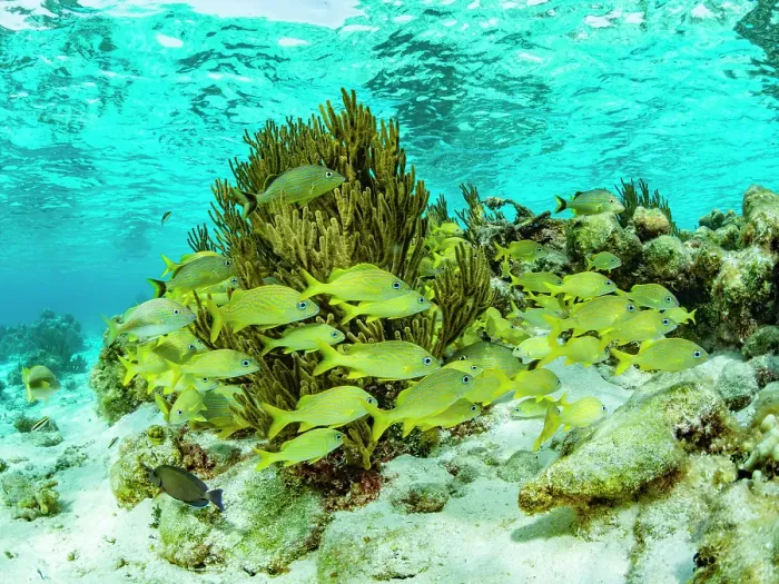 Framed Print : Underwater view of of the reef system at Half Moon Caye, UNESCO, Mesoamerican Barrier Reef, Belize Framed Print : Underwater view of of the reef system at Half Moon Caye, UNESCO, Mesoamerican Barrier Reef, Belize