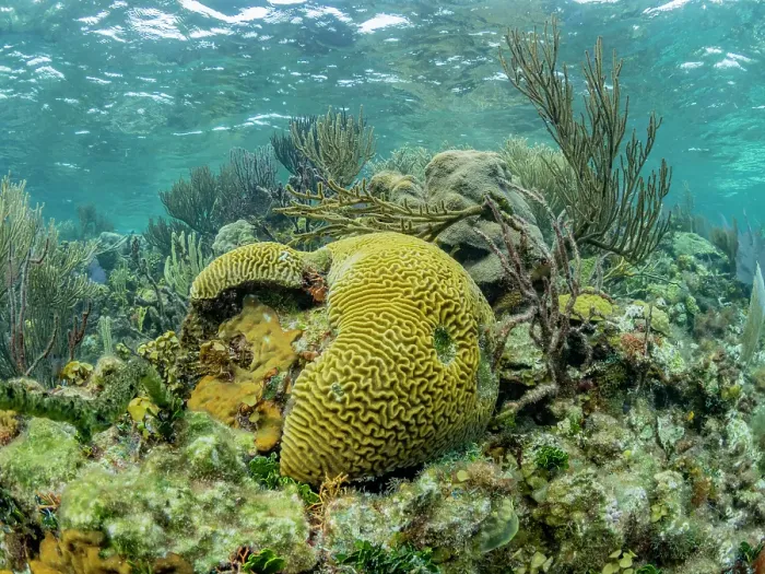 Framed Print : Underwater view of the reef along the circumference of the Great Blue Hole on Lighthouse Reef, UNESCO, Belize Framed Print : Underwater view of the reef along the circumference of the Great Blue Hole on Lighthouse Reef, UNESCO, Belize