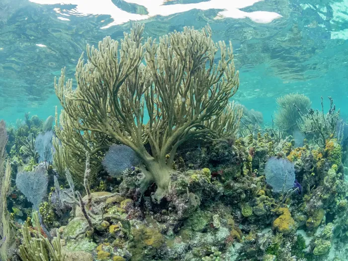 Framed Print : Underwater view of the reef along the circumference of the Great Blue Hole on Lighthouse Reef, UNESCO, Belize Framed Print : Underwater view of the reef along the circumference of the Great Blue Hole on Lighthouse Reef, UNESCO, Belize