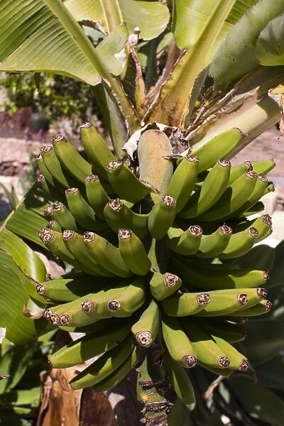 Unripe bananas, Tenerife, Canary Islands, Spain, Europe