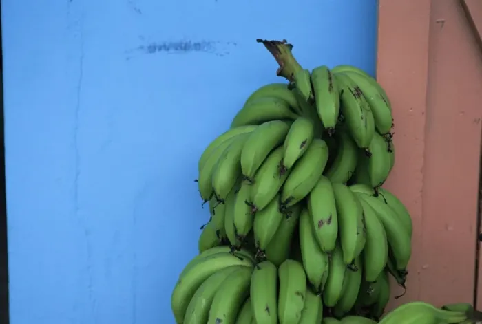 Framed Print : Unripened bananas Framed Print : Unripened bananas