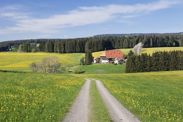 Unterfallengrundhof (farmhouse) in spring, Guetenbach, Black Forest, Baden Wurttemberg
