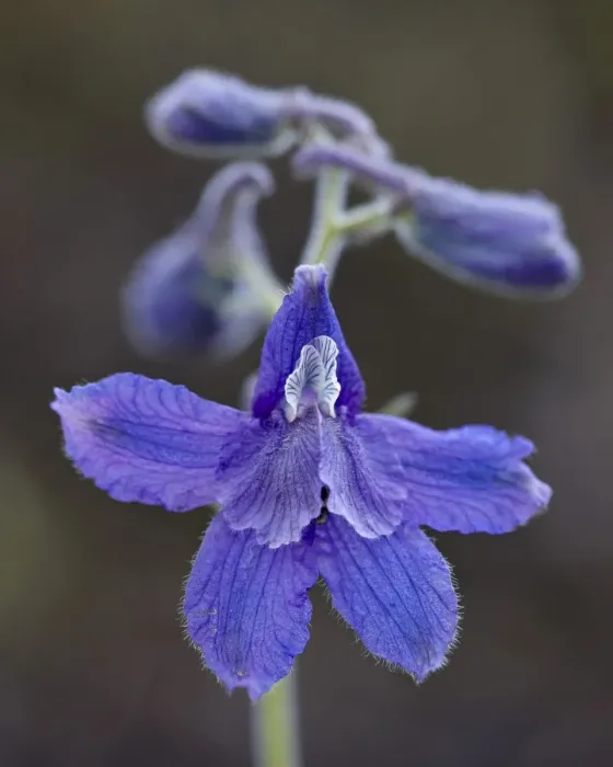 Framed Print : Upland larkspur (Delphinium nuttallianum), Yellowstone National Park, Wyoming, United States of America, North America Framed Print : Upland larkspur (Delphinium nuttallianum), Yellowstone National Park, Wyoming, United States of America, North America