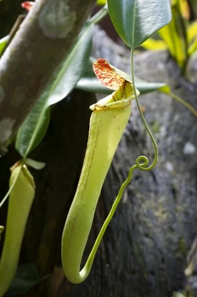 Upper pitcher of the carnivorous pitcher plant (Nepenthes faizaliana) endemic to Sarawak, Borneo, Malaysia, Southeast Asia, Asia