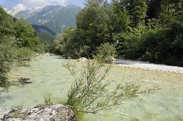 Upper Soca River, Mount Razor, and willow bushes (Salix sp. ), Julian Alps, Triglav National Park, Slovenia, Europe