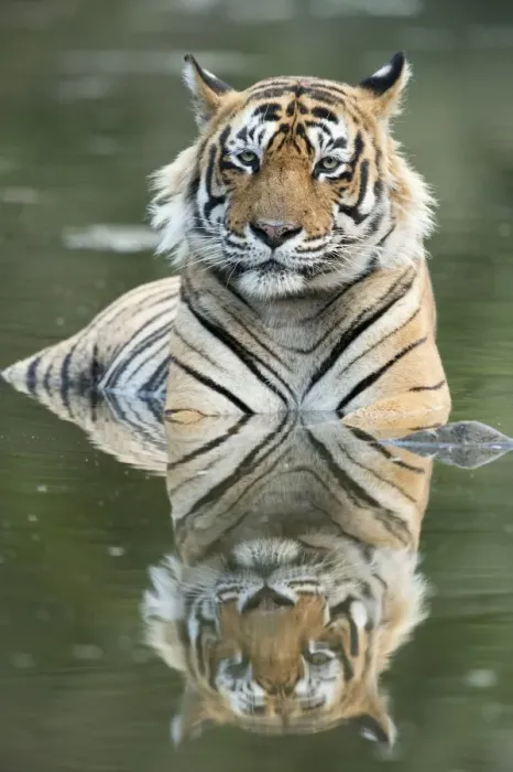 Framed Print : Ustaad, T24, Royal Bengal tiger (Tigris tigris), Ranthambhore, Rajasthan, India, Asia Framed Print : Ustaad, T24, Royal Bengal tiger (Tigris tigris), Ranthambhore, Rajasthan, India, Asia