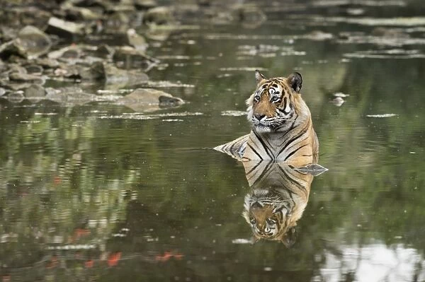 Ustaad, T24, Royal Bengal tiger (Tigris tigris), Ranthambhore, Rajasthan, India, Asia