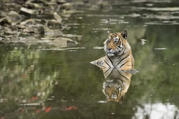 Framed Print : Ustaad, T24, Royal Bengal tiger (Tigris tigris), Ranthambhore, Rajasthan, India, Asia Framed Print : Ustaad, T24, Royal Bengal tiger (Tigris tigris), Ranthambhore, Rajasthan, India, Asia
