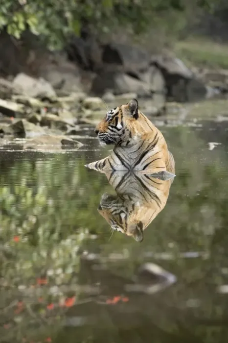 Framed Print : Ustaad, T24, Royal Bengal tiger (Tigris tigris), Ranthambhore, Rajasthan, India, Asia Framed Print : Ustaad, T24, Royal Bengal tiger (Tigris tigris), Ranthambhore, Rajasthan, India, Asia