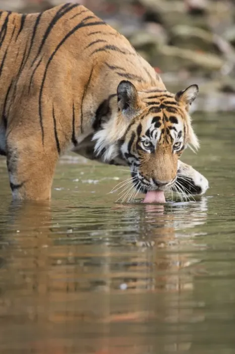 Framed Print : Ustaad, T24, Royal Bengal tiger (Tigris tigris) drinking, Ranthambhore, Rajasthan Framed Print : Ustaad, T24, Royal Bengal tiger (Tigris tigris) drinking, Ranthambhore, Rajasthan