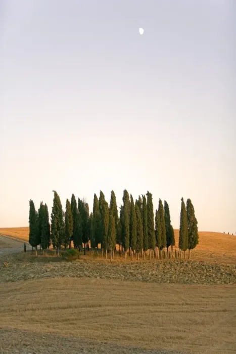 Framed Print : Val d Orcia, Tuscany, Italy, Europe Framed Print : Val d Orcia, Tuscany, Italy, Europe