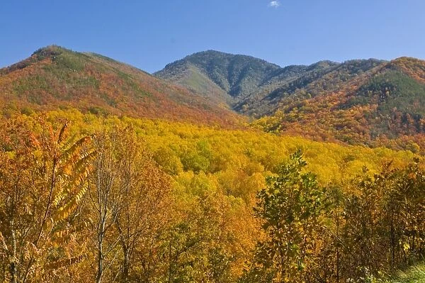 Valley with colourful foliage in the Indian summer, Great Smoky Mountains National Park