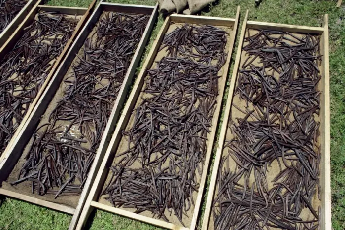 Framed Print : Vanilla pods drying Framed Print : Vanilla pods drying