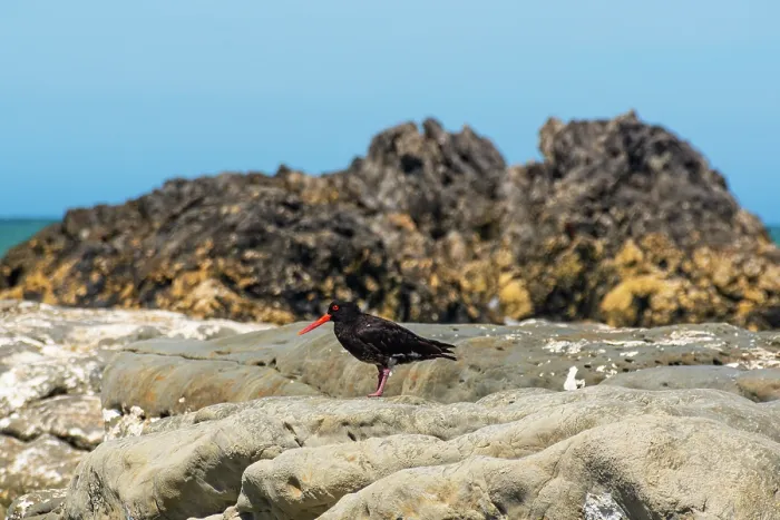 Framed Print : Variable Oystercatcher Standing on Weathered Coastal Rock with Dark Volcanic Outcrops at Ward Beach, Marlborough, New Zealand Framed Print : Variable Oystercatcher Standing on Weathered Coastal Rock with Dark Volcanic Outcrops at Ward Beach, Marlborough, New Zealand