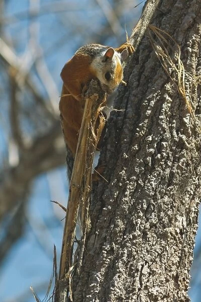 Variegated Squirrel gathering nest material in tree, Nosara, Nicoya Peninsula, Guanacaste Province, Costa Rica, Central America