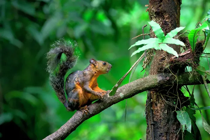 Framed Print : Variegated squirrel (Sciurus variegatoides) climbing on a branch, Costa Rica Framed Print : Variegated squirrel (Sciurus variegatoides) climbing on a branch, Costa Rica