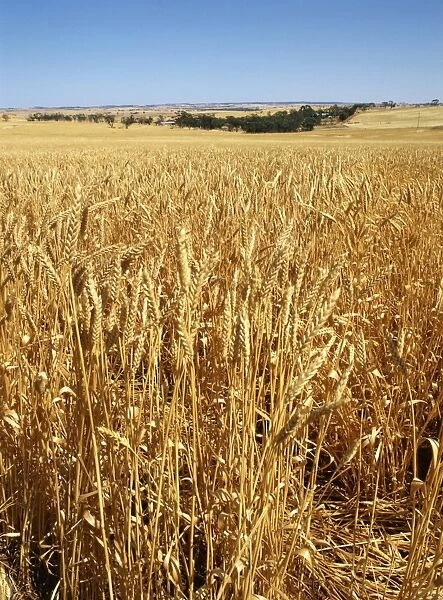 Vast fields of ripening wheat in December near Northam, Western Australia