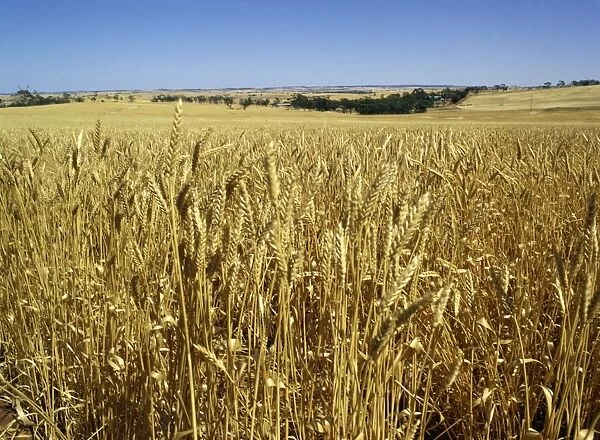 Vast fields of ripening wheat, near Northam, West Australia, Australia, Pacific