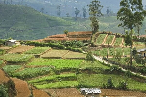 Vegetable cultivation, an important alternative to the normal tea crop in the Hill Country near Nuwara Eliya, Sri