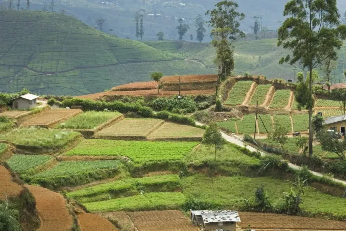 Framed Print : Vegetable cultivation, an important alternative to the normal tea crop in the Hill Country near Nuwara Eliya, Sri Framed Print : Vegetable cultivation, an important alternative to the normal tea crop in the Hill Country near Nuwara Eliya, Sri