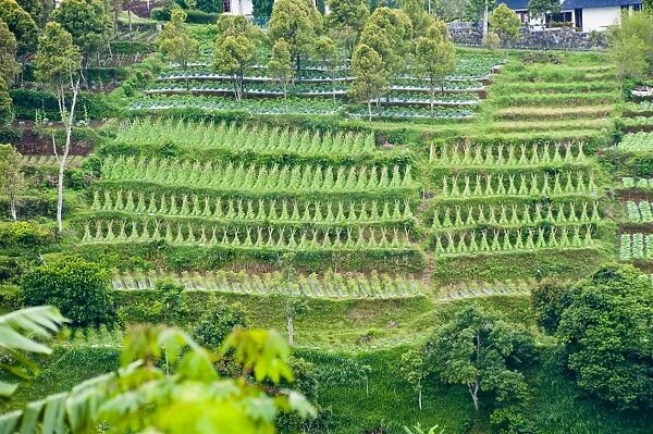 Vegetable terraces on a steep hill, Bandung, Java, Indonesia, Southeast Asia, Asia